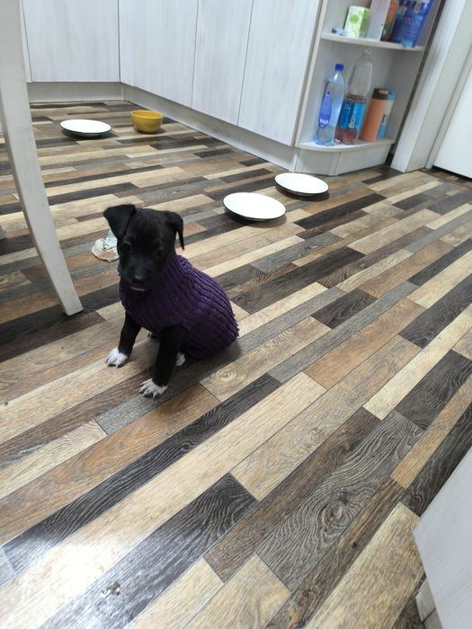 Отдам щенков бесплатно