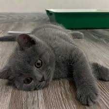 Котята Скоттиш Страйт Британцы