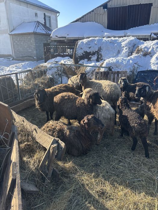 Кой сатамын, продам баранов