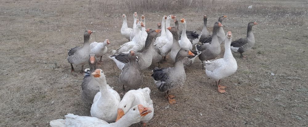 Продам гусей живьём