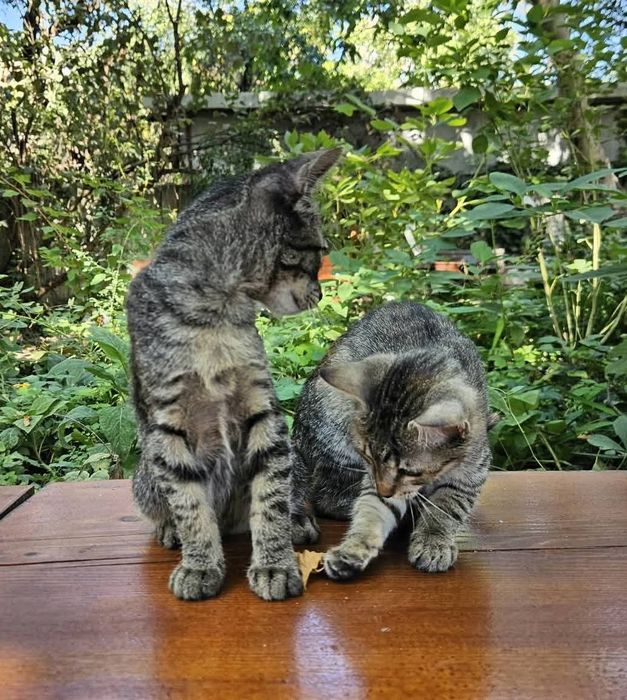 Pisici gratis pentru adoptie