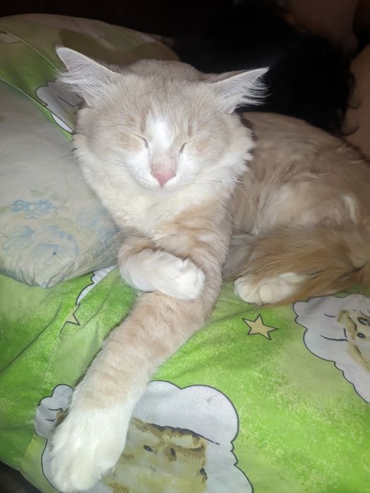 Рыжий ласковый кот