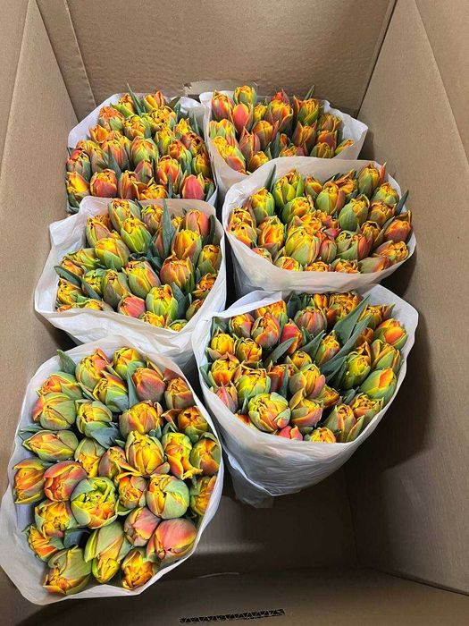 Тюльпаны к 8 марта оптом