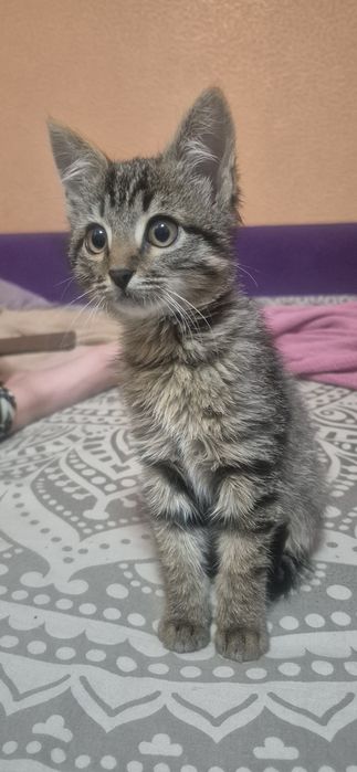 Отдам котенка в добрые руки