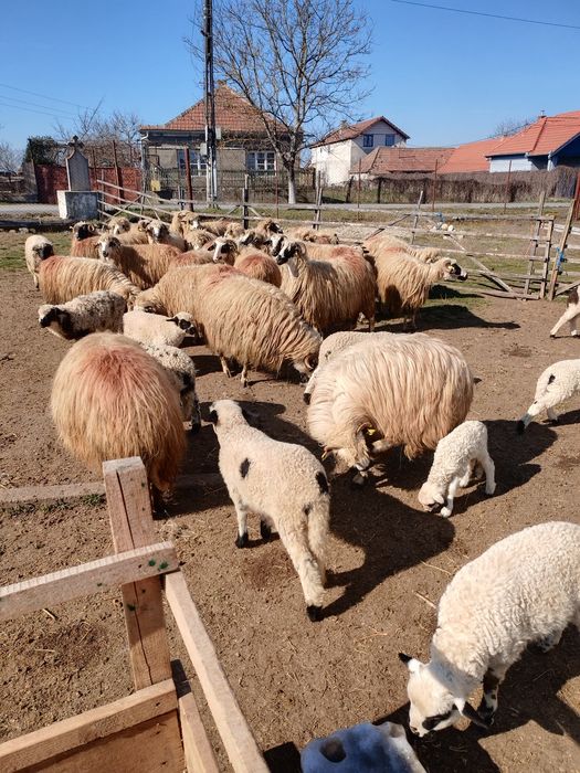 Oi tinere cu miel, de vanzare