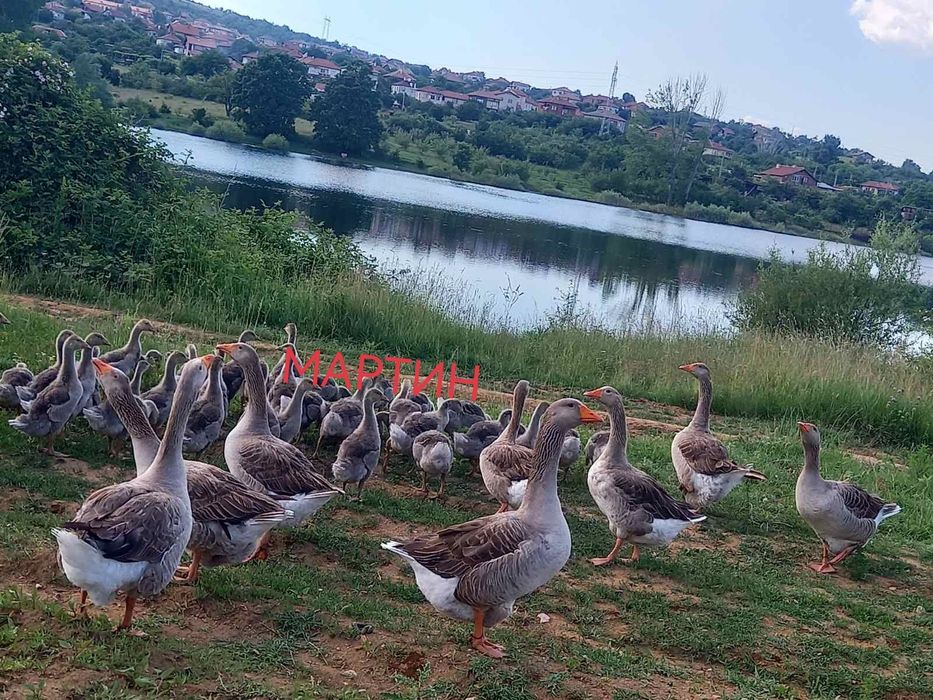 Яйца от гъски, гъши яйца