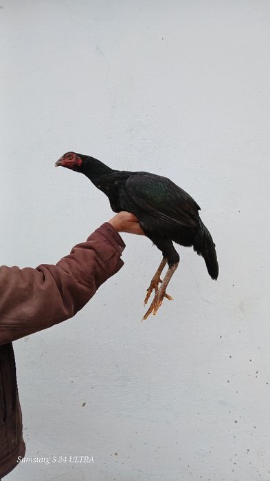 Дакан семейка сатылады