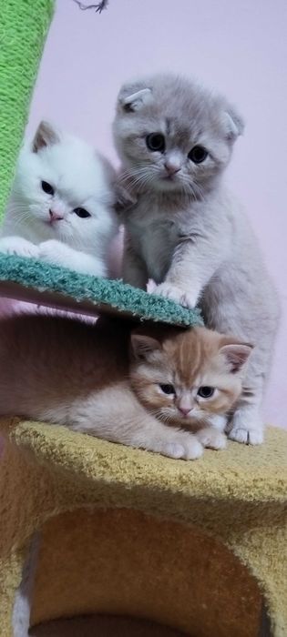 Невероятни шотландски котенца