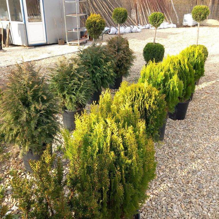 Plante Ornamentale Aclimatizate – Verifici Marfa și Montăm