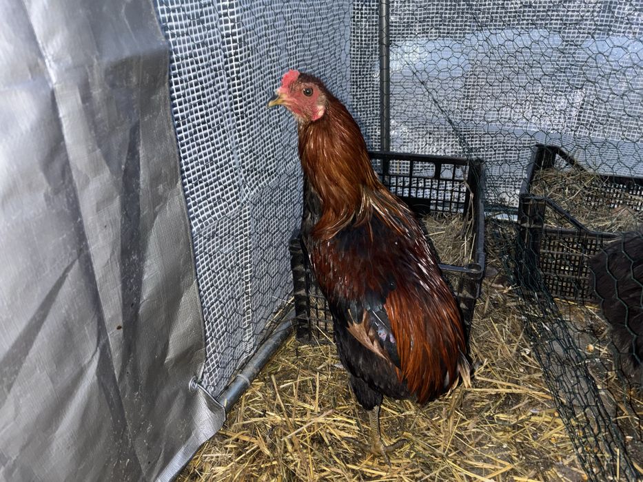 Cocoș araucana rasă pura