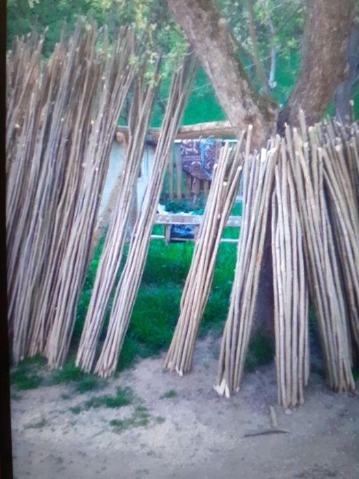 Vând araci de fasole și rosi