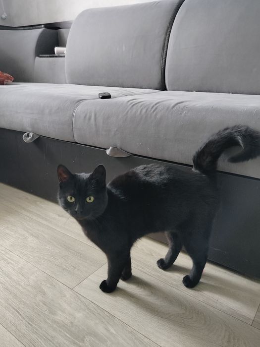 отдается кот бесплатно