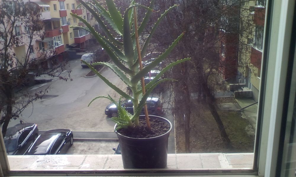 Copacei de magnolie,aloie vera si ficus tailandez