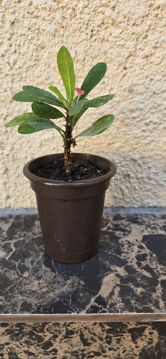 Комнатное растение