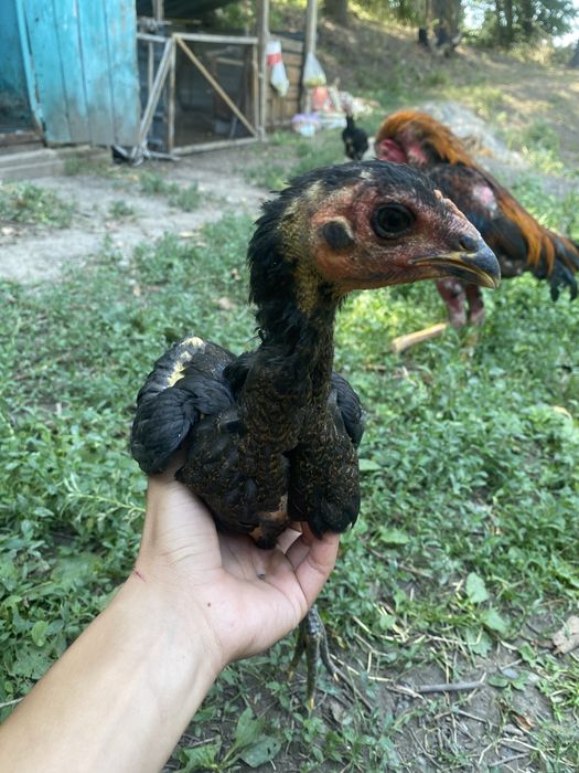 Продам дакан цеплят