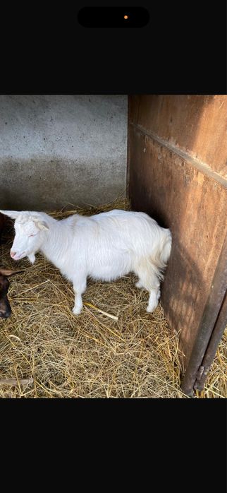 Vând o caprița si un țap tineri