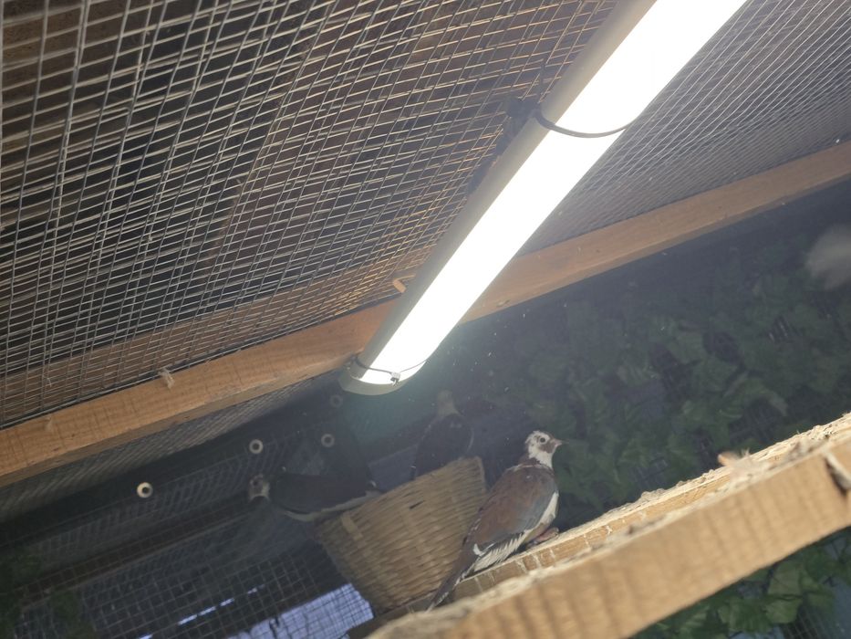 Сенегал Мутация-Шарена