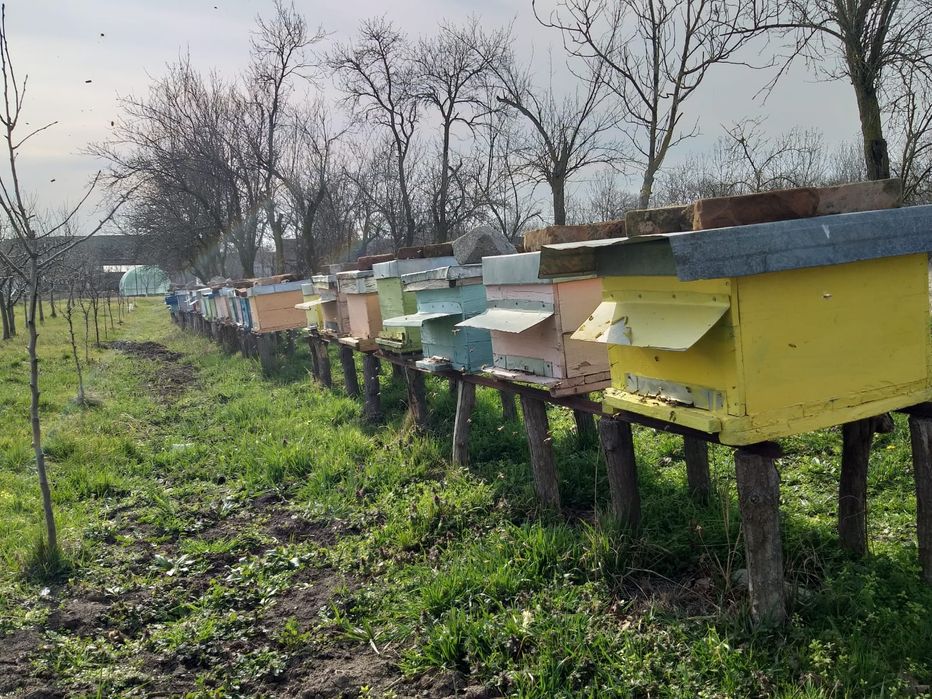 Vând familii de albine