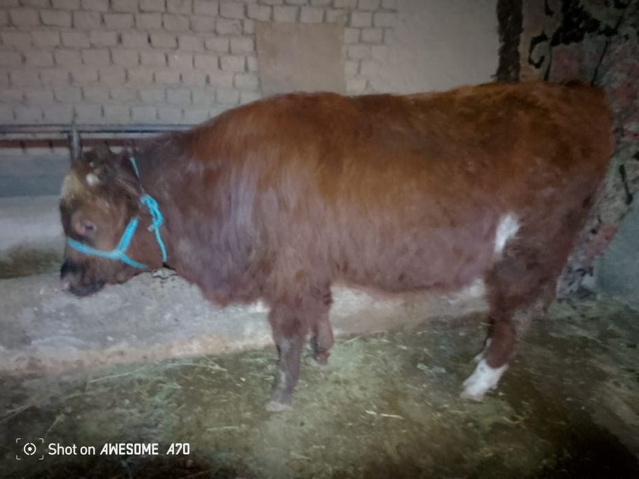 Продам 8 месяц ..