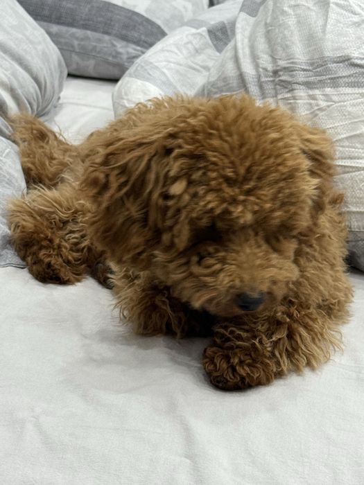 Щенок той-пуделя, мальчик