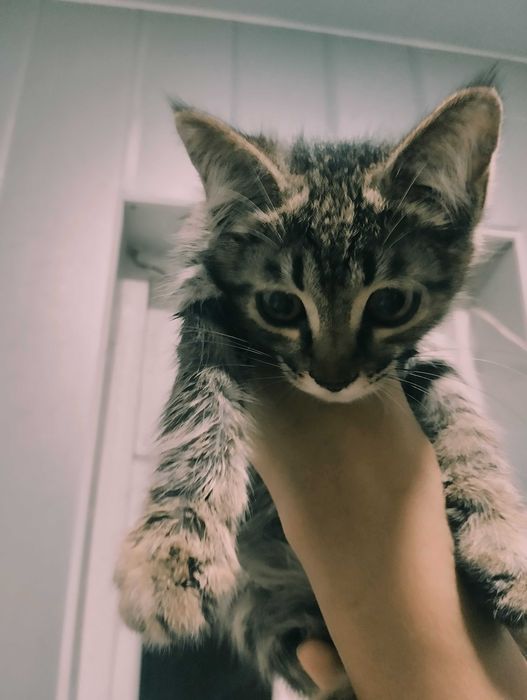 Милая, ласковая кошечка тигрового окраса, помесь сибирской