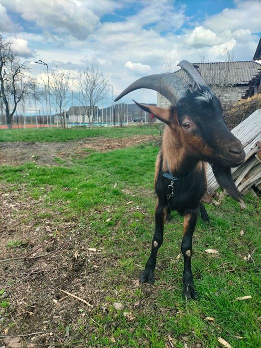 Vând capre Alpina franceza femela și ieduțe și un țap pentru montă