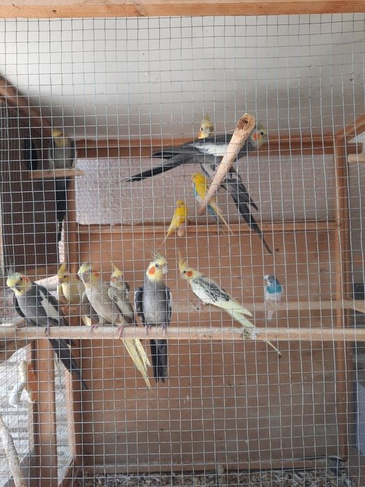 Karella va pushistik qushlar