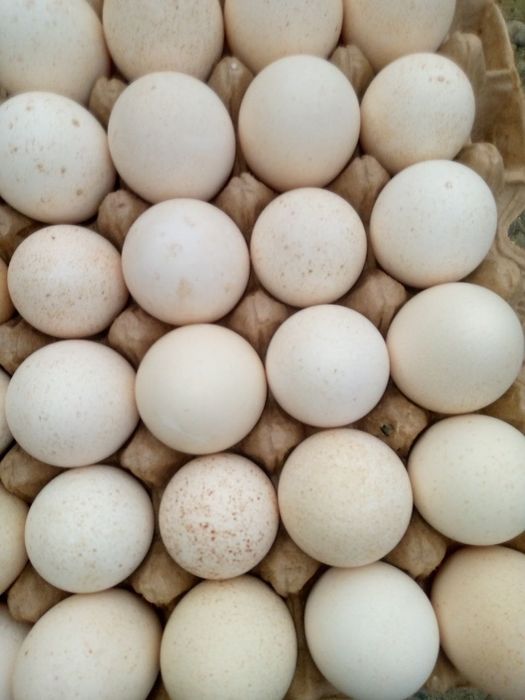 Izrailiskiy kurka tuxumlari sotiladi