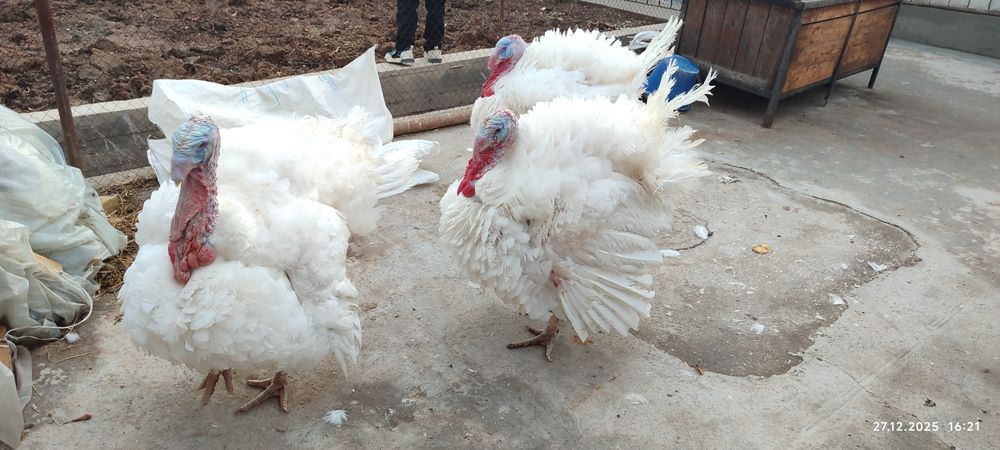 Индюшат 7 кг до 23кг Курка Биг 6_- 55000сум