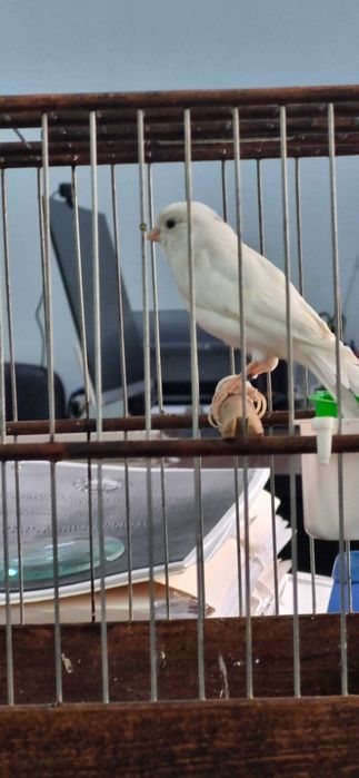 Канарейка самка готовая к паровке, не работала еще