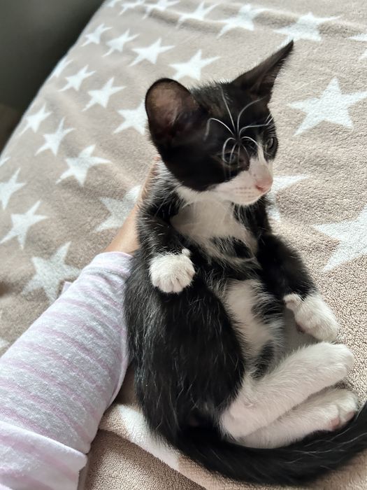 Котёнок бесплатно в добрые руки