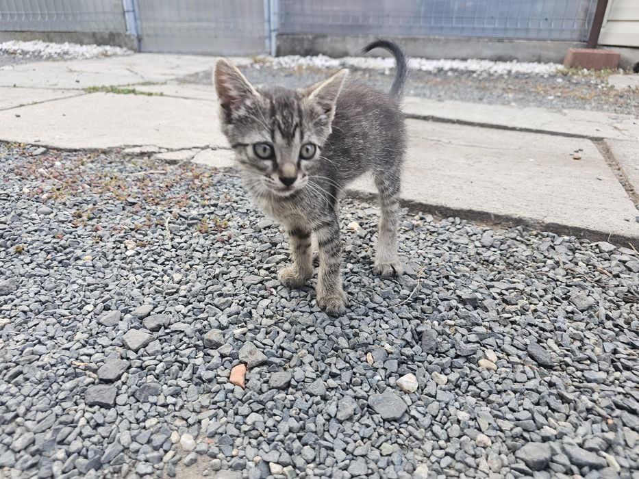 Dau 5 pui de pisica spre adoptie, 2 baieti si 3 fefe