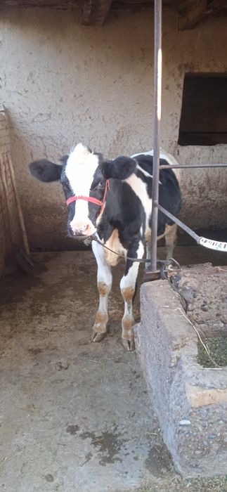 Parodali buzoqlar sotiladi