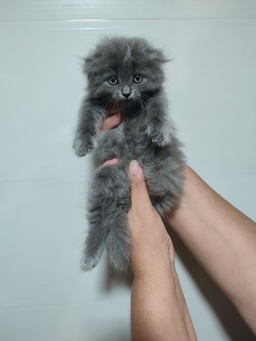 Продаются Скотишь фолды