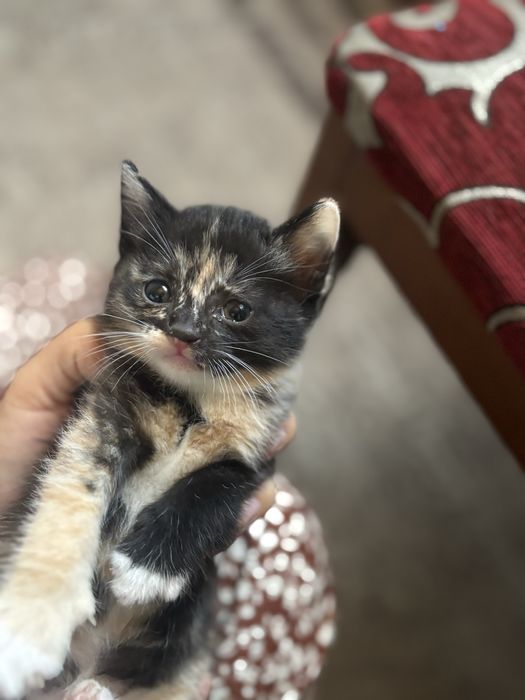 котенок ищет новый дом