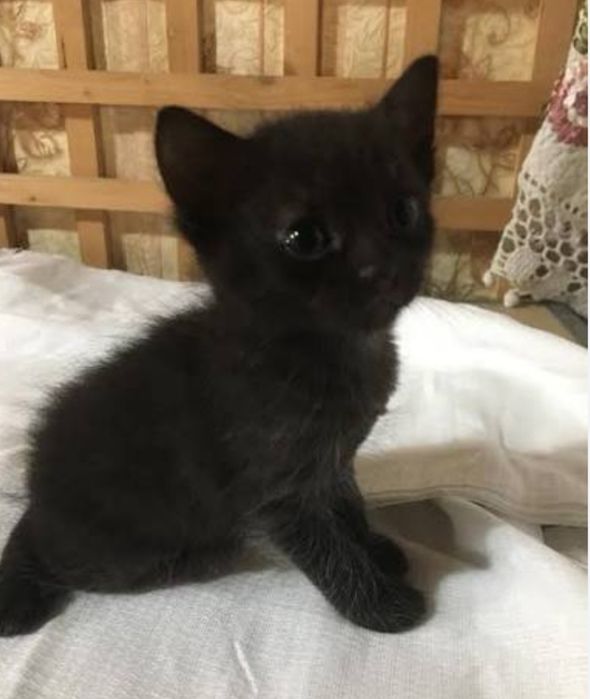 Отдам в добрые руки котенка