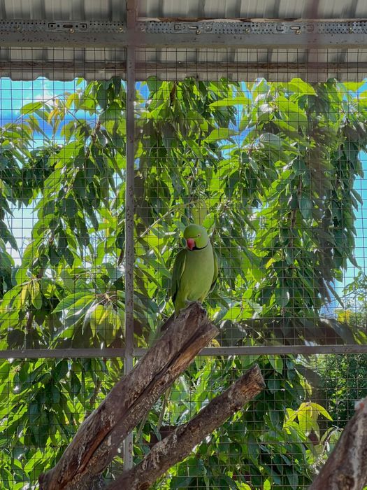 Ожереловый попугай