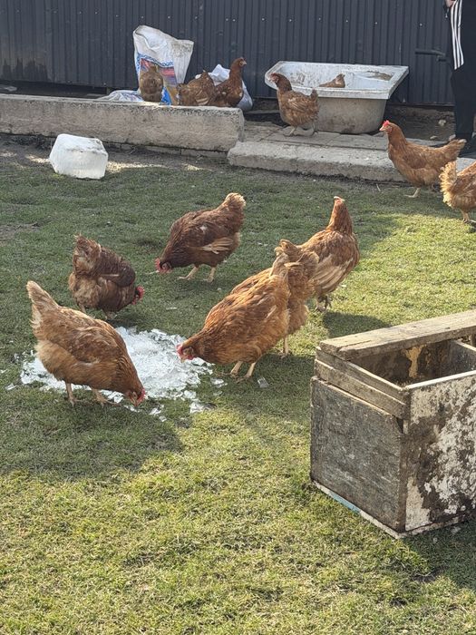 Куры обмен на петуха