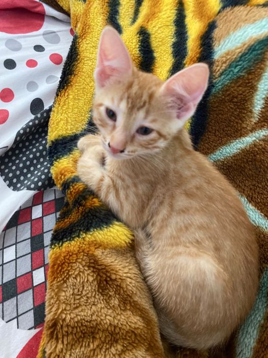 котенок шустрая