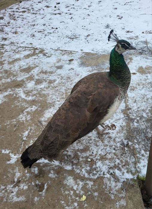 Vand 2 păunite si un păun