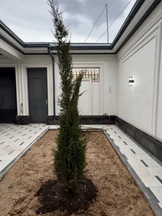 Мошина бозор, Сергели Бобур махаллада зор ховли сотувда