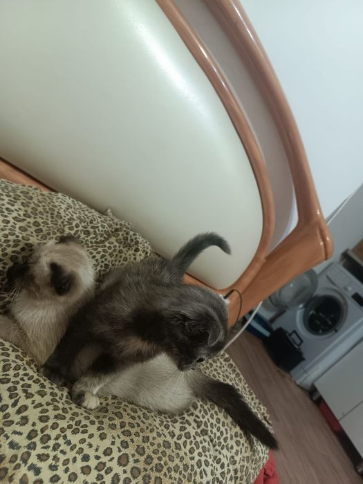 Вислоухие котята