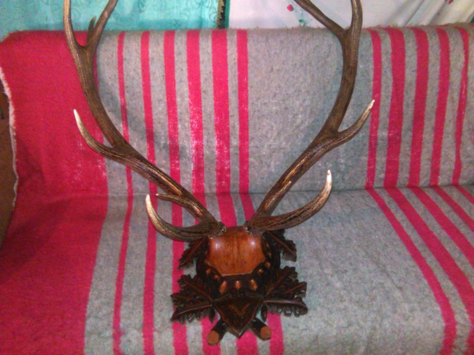 Coarne de cerb pe panoplie