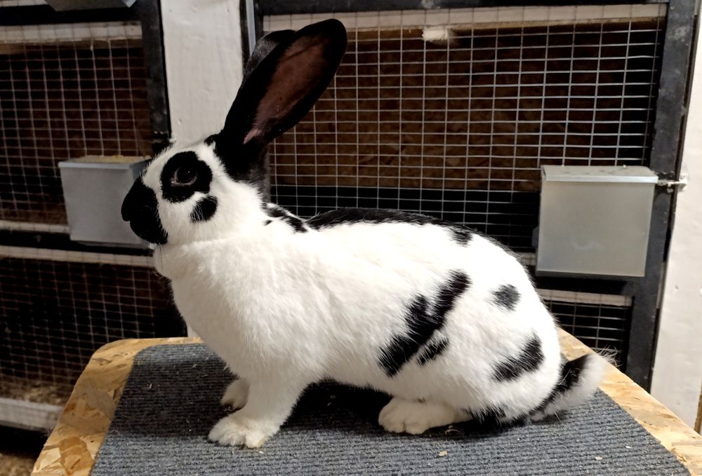 Iepuri fluture german