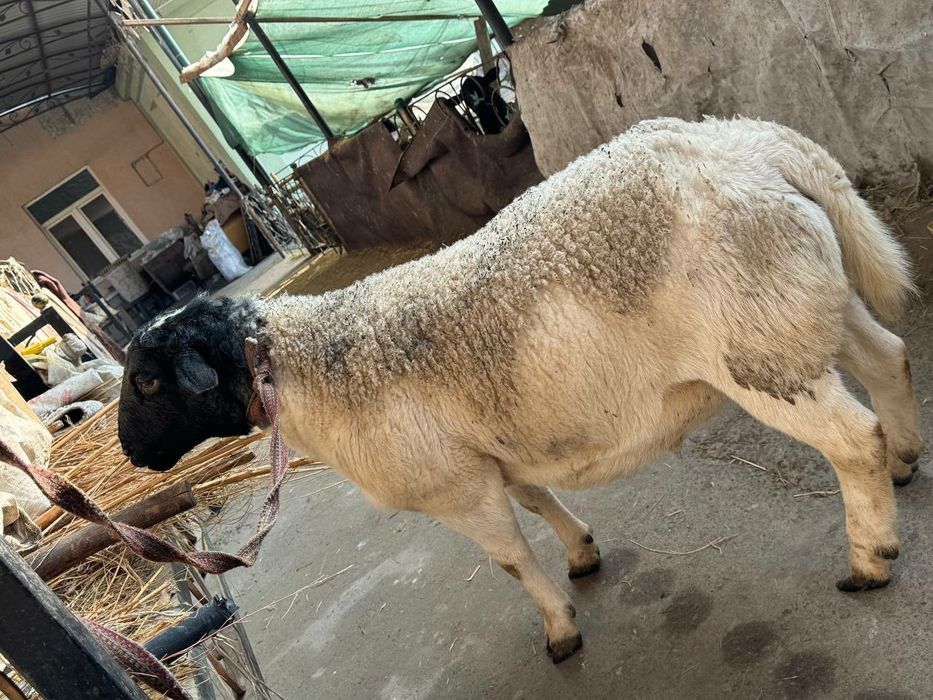 Дорпер кучкор сотилади