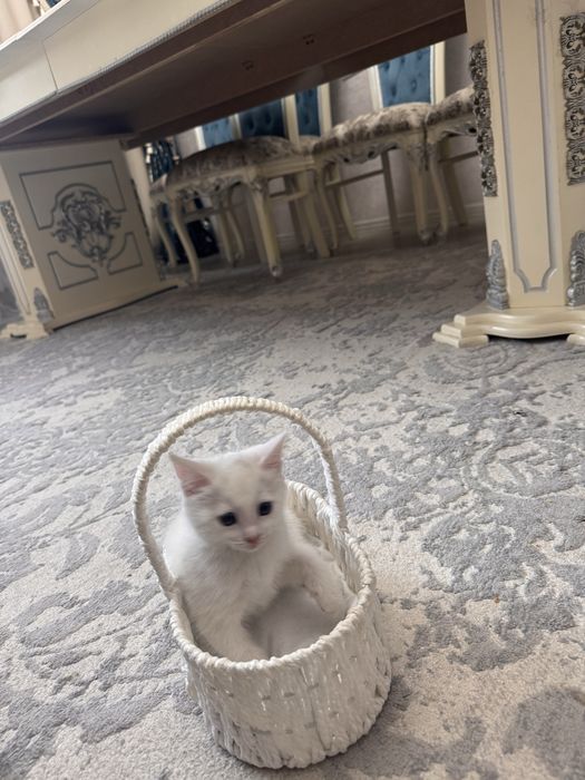 Котенок договорная девочка