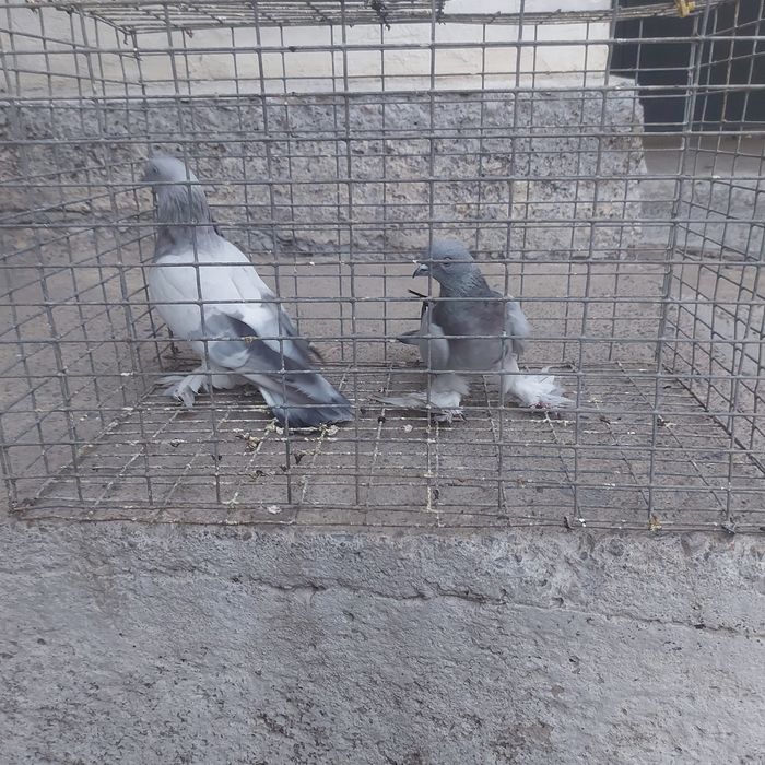 Касани пара гатовый лет с игрой сталбом