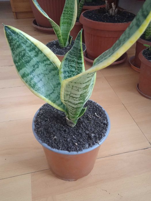 Сансевиера 2 броя