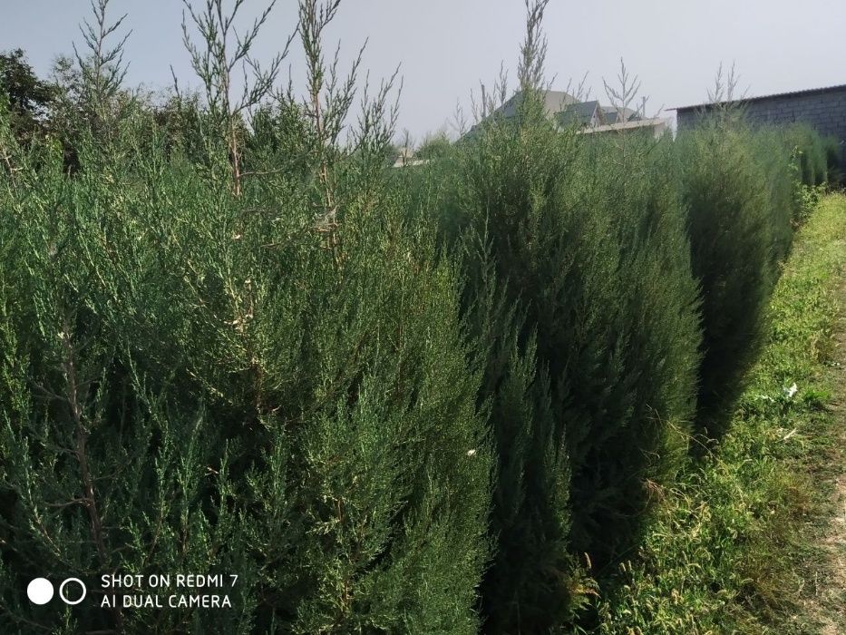 Можжевельник кучатлари