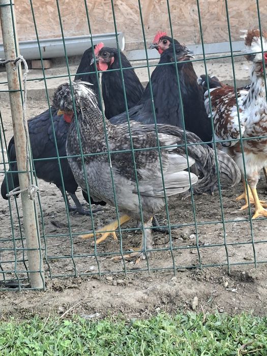 Vând 2 cocoși cu moț și 2 australorp.